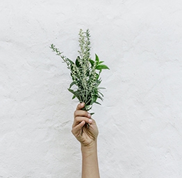 Jardin herbes aromatiques